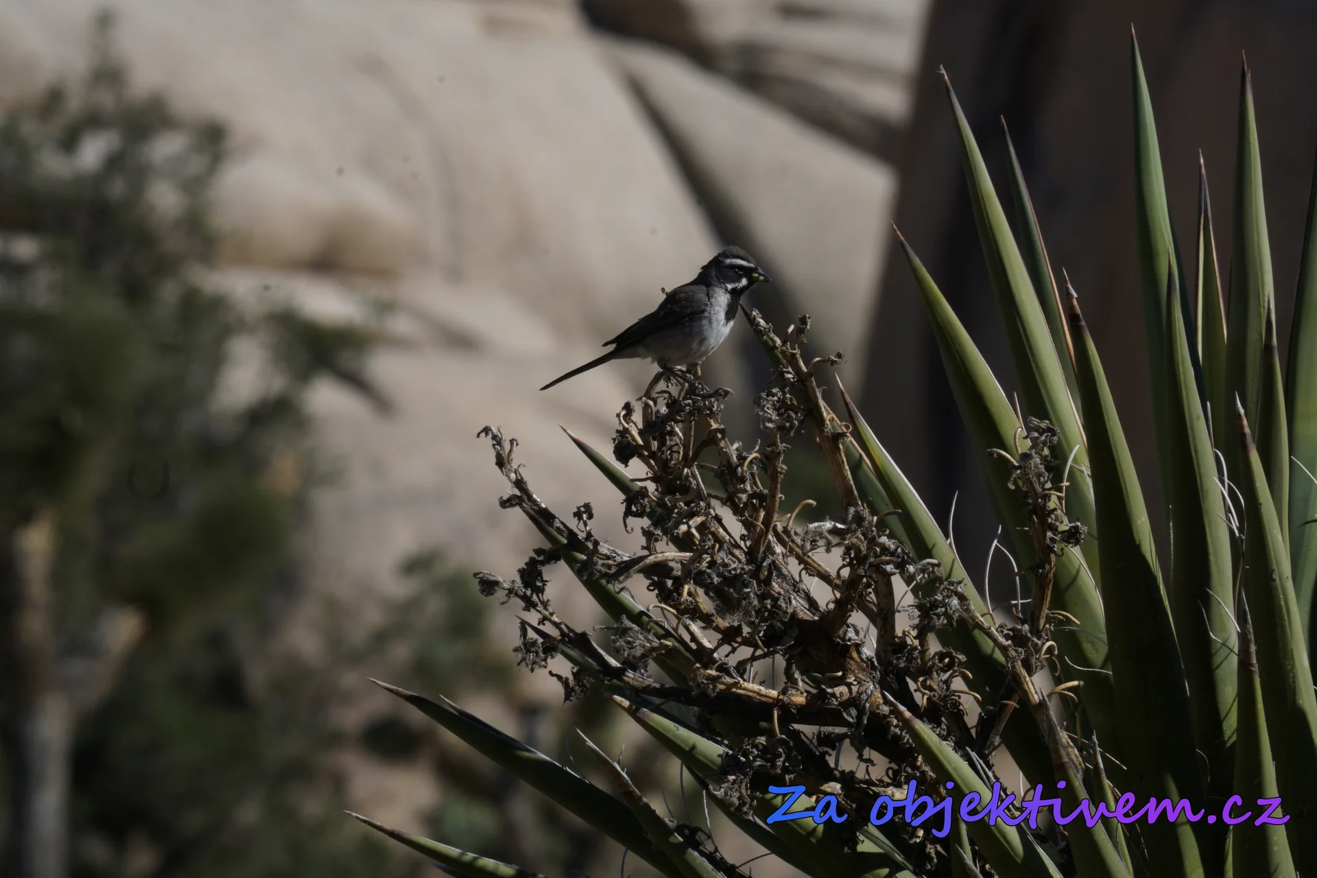 Black-throated sparrow